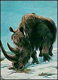 Шерстистый носорог - древнее ископаемое
