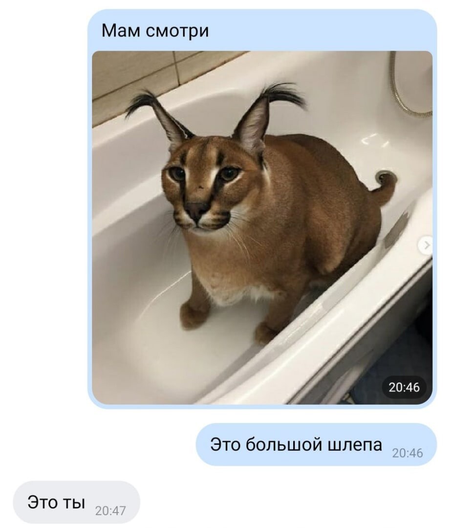 Знакомьтесь, Шлепа, большой русский кот: как домашний каракал покорил  соцсети