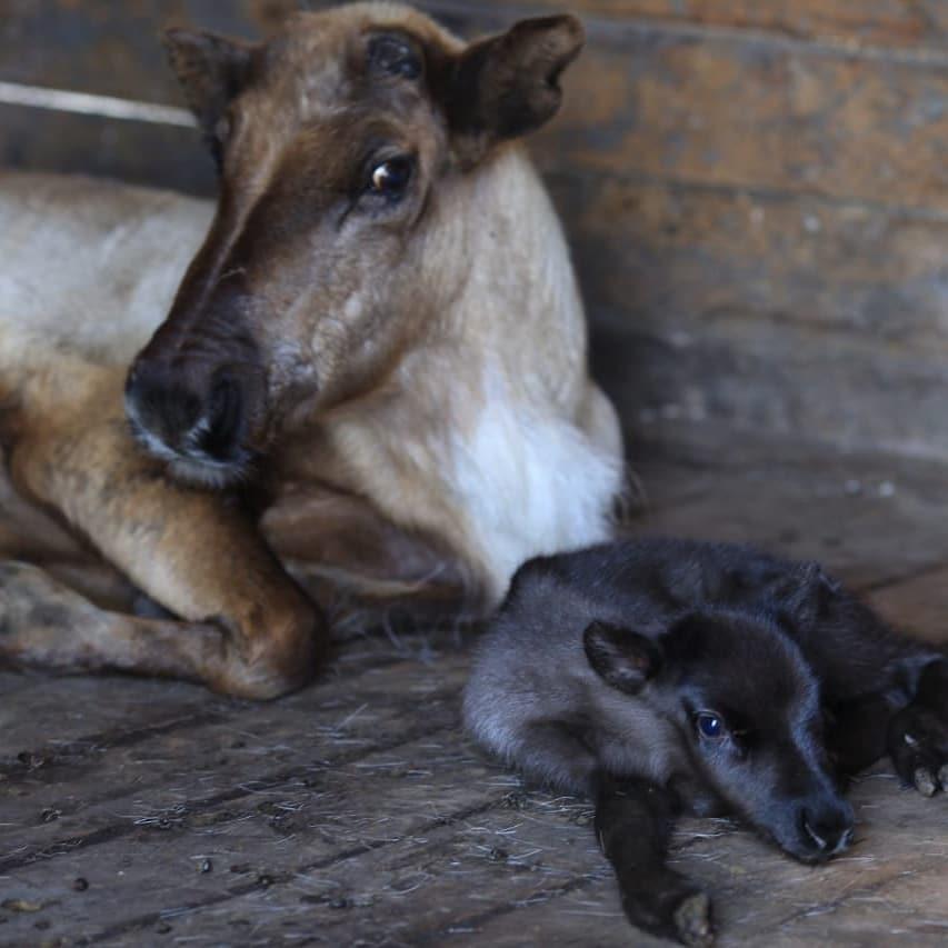 В барнаульском зоопарке родился детеныш северного оленя