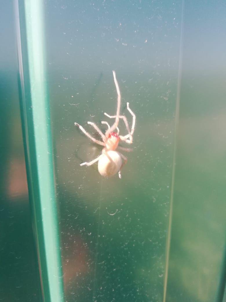 Ядовитого паука обнаружили в одном из садоводств Алтайского края
