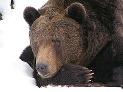 В Алтайском крае просыпаются медведи