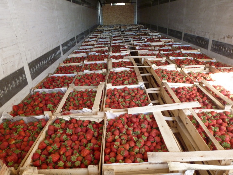 Купить Свежую Клубнику В Волгограде В Магните
