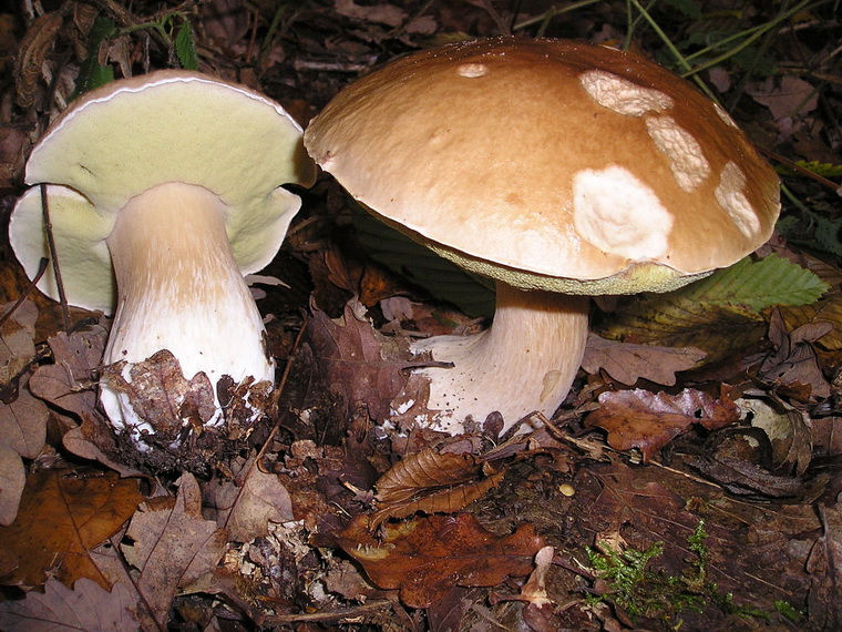 Сезон белых грибов начинается в Алтайском крае