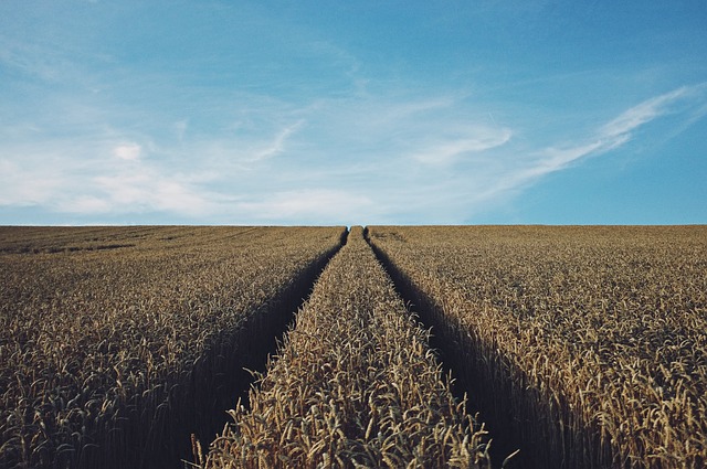 озимая пшеница поможет многим сельхозпредприятиям региона оставаться на плаву
