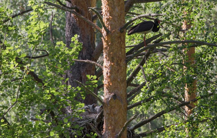 Черный аист вывел четырех птенцов в алтайском лесу