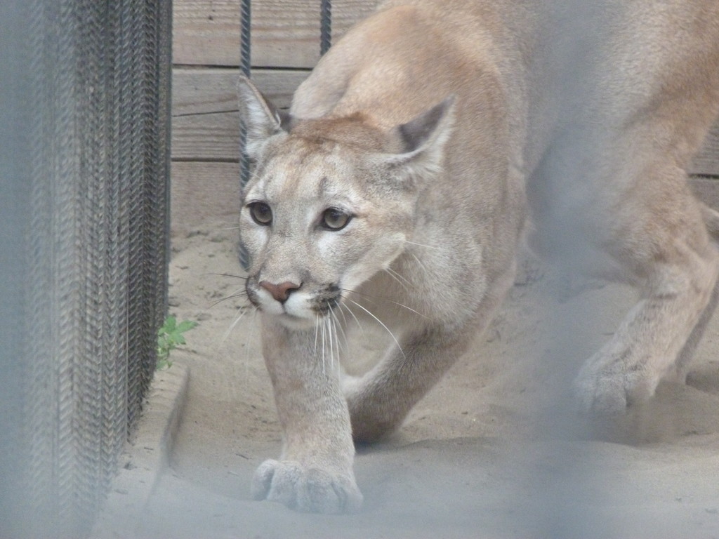Зоопарк кхао кхео. Жираф в ростовском зоопарке. Тайланд зоопарк кхао кхео. Тотемное животное снежный барс. Достопримечательности калининграда зоопарк.