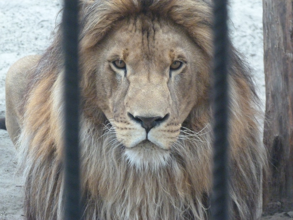 Жорницкого 7/9 зоопарк. Зоопарк 9 февраля. Зоопарк 9 февраля. Центральный зоопарк калининград. Снежный барс.