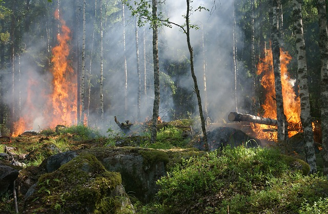 В Алтайском крае сохраняется высокая степень пожароопасности
