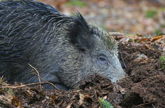 ну что свинья попили пивка. Смотреть фото ну что свинья попили пивка. Смотреть картинку ну что свинья попили пивка. Картинка про ну что свинья попили пивка. Фото ну что свинья попили пивка ну что свинья попили пивка. Смотреть фото ну что свинья попили пивка. Смотреть картинку ну что свинья попили пивка. Картинка про ну что свинья попили пивка. Фото ну что свинья попили пивка