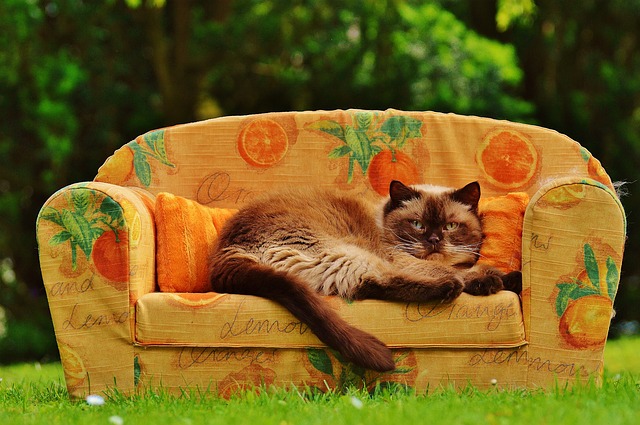 Британские ученые выяснили, почему кошки любят одиночество