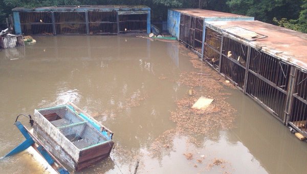 Зоопарк после наводнения