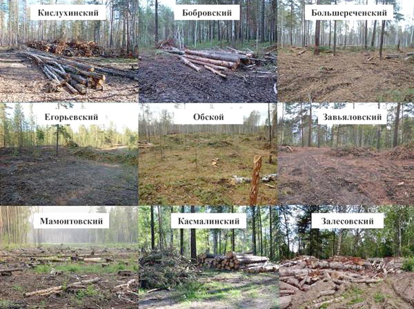 Чиновники и общественники опять не договорились по проблемам леса на Алтае