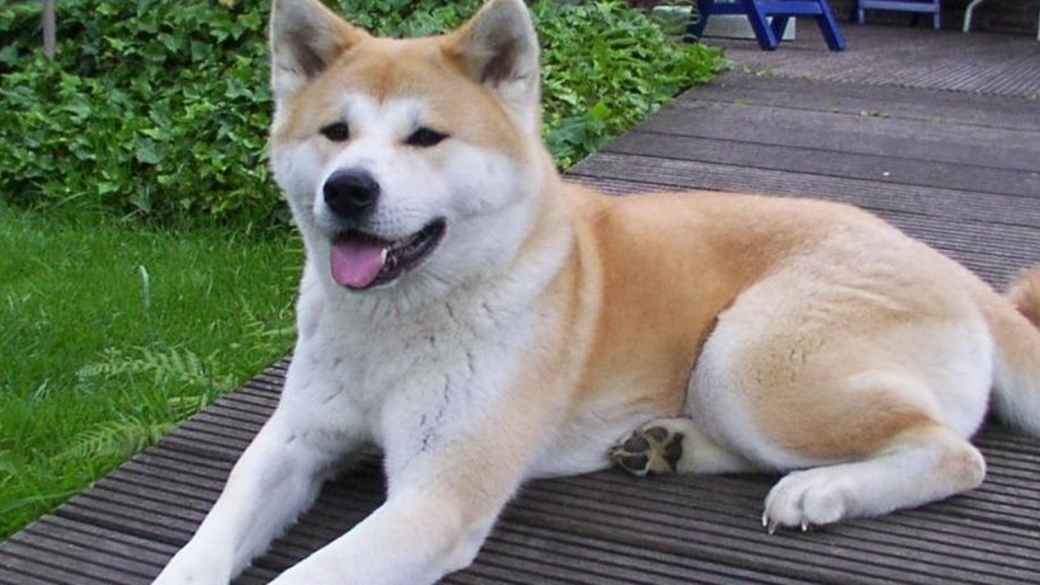 rossiya otkazalas prinimat shenka akita inu dlya vladimira putina