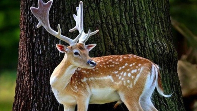 Фото: antlers-deer.ru