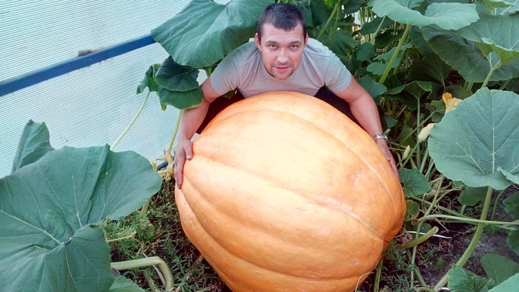Тыква морголд. Тыква маттиаса виллемайнса, 1190 кг. Матиас виллеминс тыква. Наш сосед вырастил огромную тыкву принес. Тыква растет.