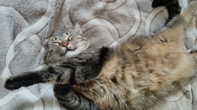 Довольный кот спит на спине/ Фото: amic.ru