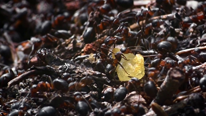 Насильник оттащил свою жертву в кусты, где жила колония черных муравьев / Фото: myanimals.org.ua