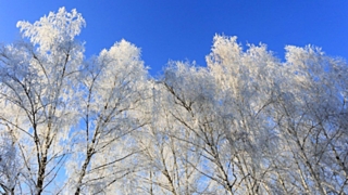 Период морозов в регионе продолжится / Фото: Екатерина Смолихина / amic.ru