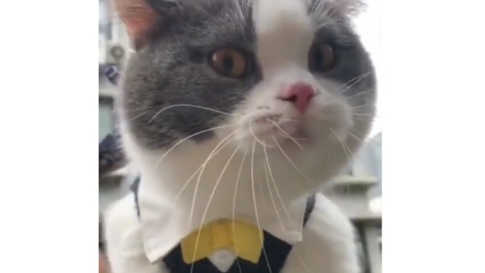 Люди предполагают, что кот что-то хочет сказать своему хозяину / Фото: кадр из видео