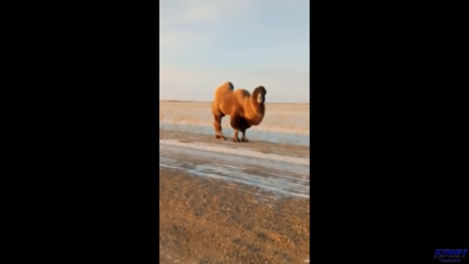 Во многих хозяйствах Алтайского края содержатся эти животные / Фото: кадр из видео
