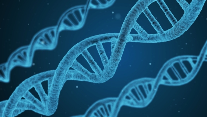 Ученые нашли 12 участков ДНК, от которых напрямую зависит продолжительность жизни / Фото: pixabay.com