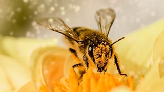 Пчелы способны решать простейшие математические примеры / Фото: pixabay.com