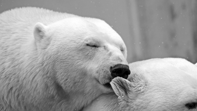 Белый медведь занесен в Красную книгу РФ / Фото: pixabay.com