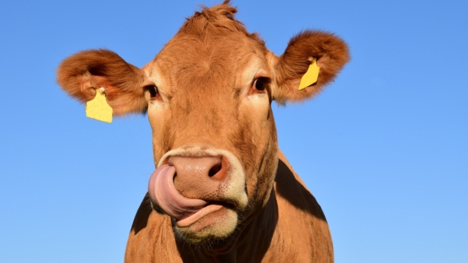 В Великобритании создали приложение, которое помогает подобрать оптимальную пару коровам / Фото: pixabay.com