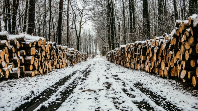 Спикер Совета Федерации Валентина Матвиенко предложила ввести эмбарго на экспорт леса / Фото: pixabay.com