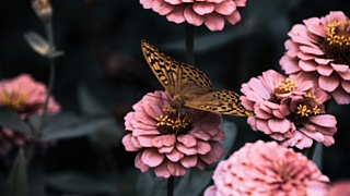 Численность насекомых ежегодно сокращается на 2,5% / Фото: pixabay.com