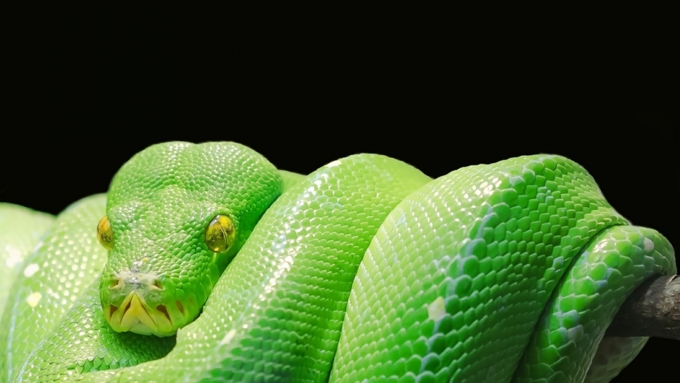 Бразильские ученые из Сан-Паулу выяснили, как в процессе эволюции змеи лишились конечностей / Фото: pixabay.com