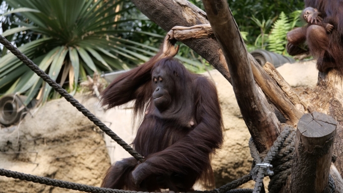 Орангутанги способны принимать взвешенные решения об использовании орудий для добычи пищи / Фото: pixabay.com