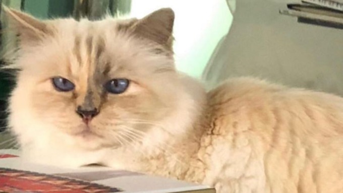 У кошки Лагерфельда есть свой аккаунт в Instagram и на него подписаны 150 тысяч человек / Фото: instagram.com/choupettesdiary