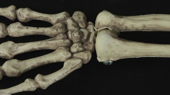Биологи, физики и нанотехнологи давно изучают структуру костей  / Фото: yvasi.com.ua