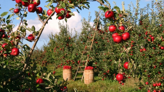 Ученые подробно расскажут про агротехнику, биологические особенности и сортовое разнообразие яблонь / Фото: pixabay.com