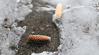 В регионе продолжает действовать штормовое предупреждение из-за активного снеготаяния / Фото: Екатерина Смолихина / Amic.ru