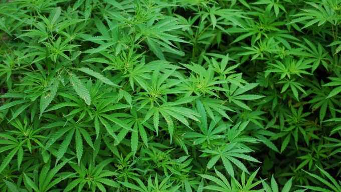 У мужчины с собой было 110 граммов марихуаны, что считается крупным размером / Фото: pixabay.com