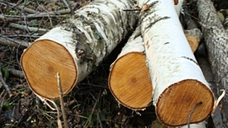 Лесозаготовитель срубил сверх нормы 67 кубометров березы / Фото: nasha.lv