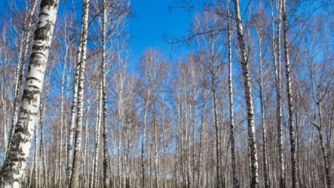 Порывы ветра в этот день будут достигать 13 метров в секунду / Фото: Вячеслав Мельников/Amic.ru