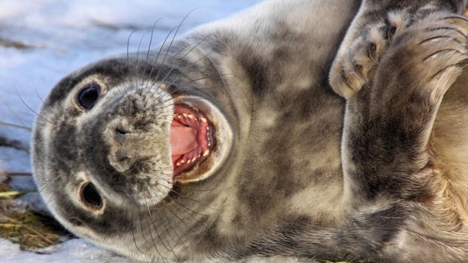 Диетологи отмечают, что мясо тюленя очень полезно / Фото: yandex.ru