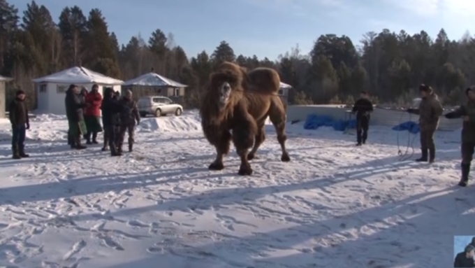 Шаманы ранее принесли в жертву пять верблюдов / Фото: кадр из видео