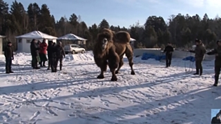 Шаманы ранее принесли в жертву пять верблюдов / Фото: кадр из видео