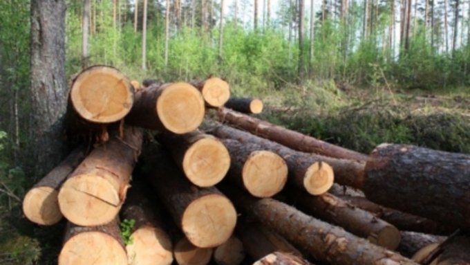 Женщина в 2016 году получила 102 тысячи рублей за то, что предоставила право на добычу древесины / Фото: http://altai.sledcom.ru