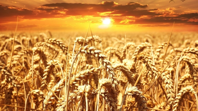 Сельское хозяйство "вышло из застоя" благодаря ответным мерам Москвы / Фото: pixabay.com