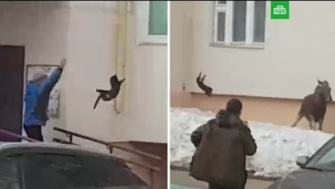 После того как некий горожанин швырнул в лося котом, тот убежал из двора / Фото: pk-kondor.ru