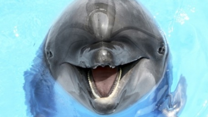 Людей с кожными заболеваниями не подпустят к дельфинам / Фото: meteoprog.ua