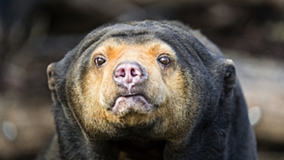 Исследователи считают, что мимика может помогать медведям обмениваться информацией / Фото: givepaw.ru