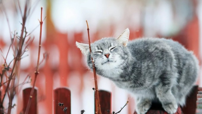 Кошки весной / Фото News.yandex.ru