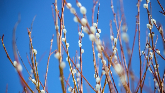 Осадков в этот день в крае не ожидается/ Фото: Екатерина Смолихина/ Amic.ru