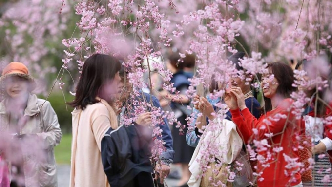 Традиция ханами зародилась в Японии много лет назад / Фото: aminoapps.com